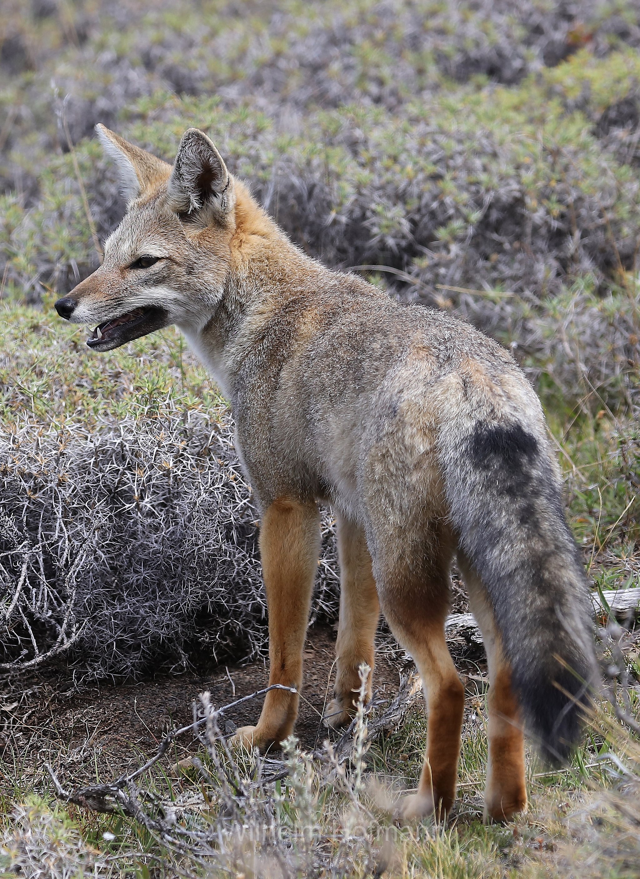 South American gray fox, Patagonian fox, chilla, zorro gris, Argentinischer Kampfuchs, Patagonischer Fuchs, Grauer Andenfuchs, Chilla, chilla, volpe grigia sudamericana, volpe grigia argentina, Lycalopex griseus, Torres del Paine National Park, Patagonia, Patagonien, Chile, Cile