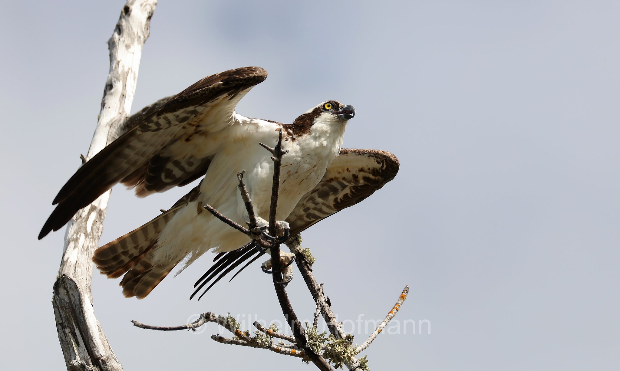 Pandion haliaetus carolinensis, American osprey, North American osprey, Carolina-Fischadler, falco pescatore, Lovers Key State Park, Florida, USA