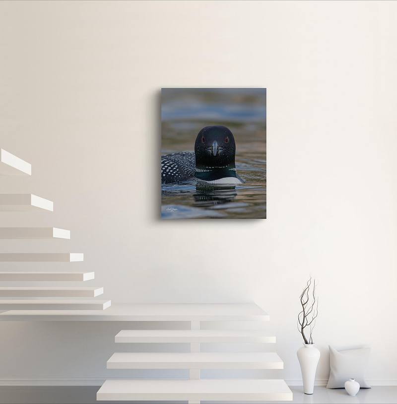 Here's Looking at You (Common Loon)