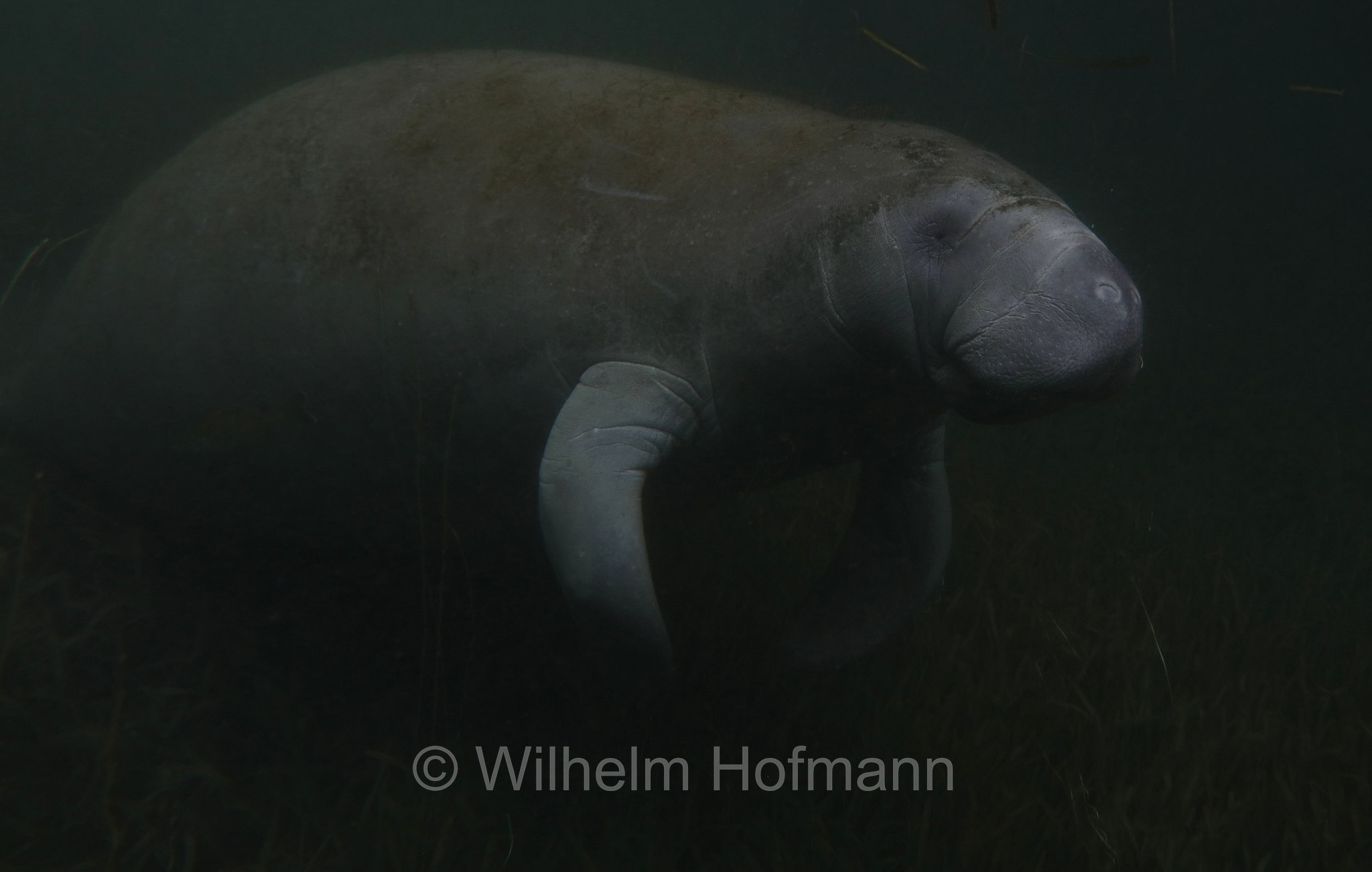 Trichechus manatus latirostris, Florida manatee, Florida-Seekuh, Florida-Manati, lamantino della Florida, manato della Florida, Crystal River, Kings Bay Park, Florida, USA