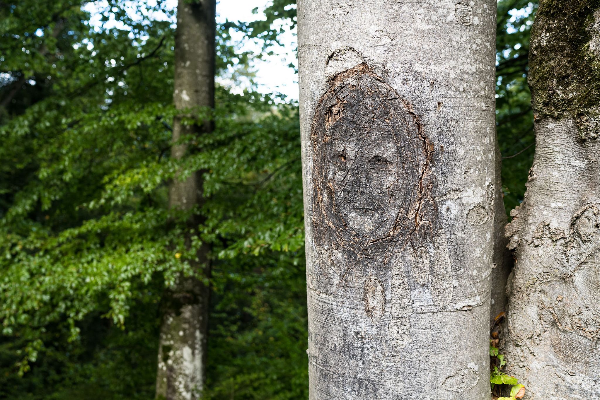 Buche mit Gesicht