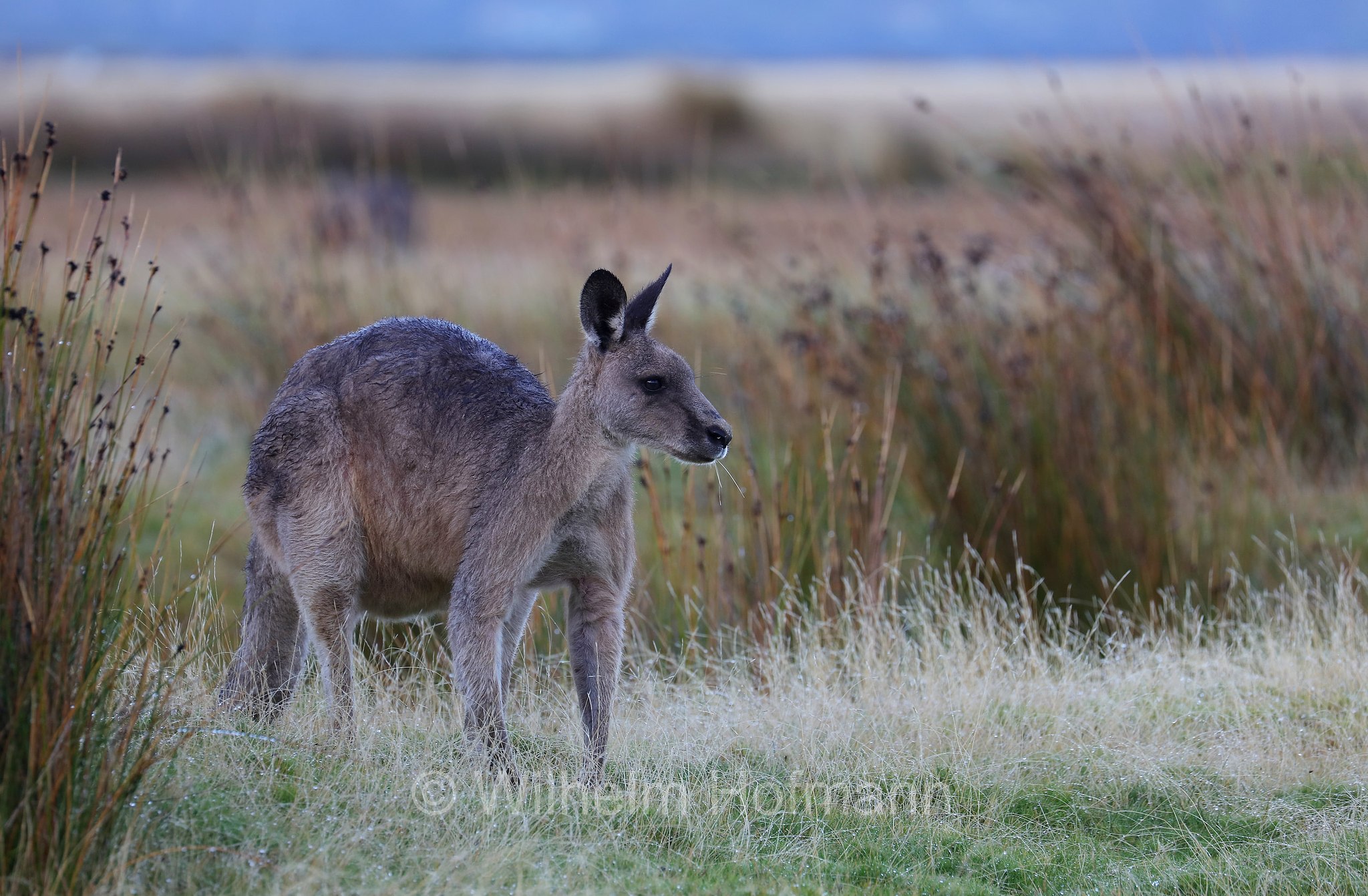 eastern grey kangaroo, gigantic large-foot, great grey kangaroo, forester kangaroo, Östliches Graues Riesenkänguru, canguro grigio orientale, Macropus giganteus, Narawntapu National Park, Narawntapu-Nationalpark, parco nazionale Narawntapu, Tasmania, Tasmanien, Australia, Austalien