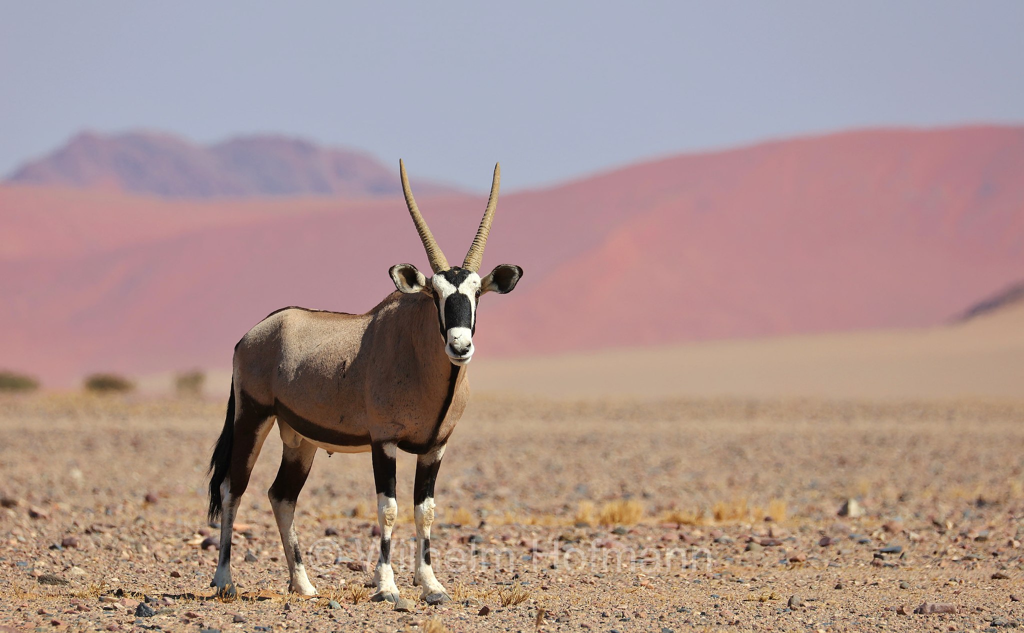 Oryx gazella, Gemsbok, South African oryx, Spießbock, Südafrikanischer Spießbock, Gemsbock, Gämsbock, orice gazella, Namib, Namib Desert, Deserto del Namib, Namibia