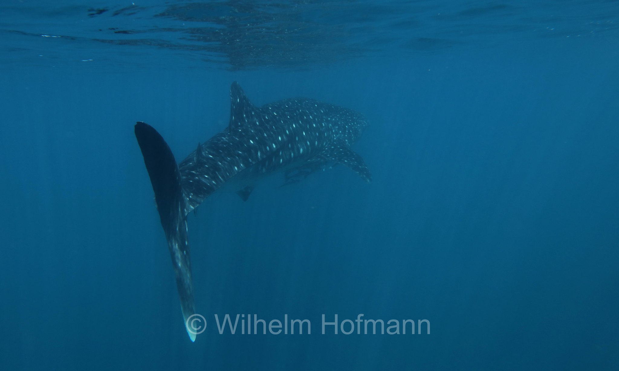 Whale Shark, Walhai, squalo balena, Rhincodon typus, Ningaloo Coast, Ningaloo Marine Park, Ningaloo Commonwealth Marine Reserve, Costa di Ningaloo, Western Australia, Westaustralien, Australia Occidentale, Australia, Australien