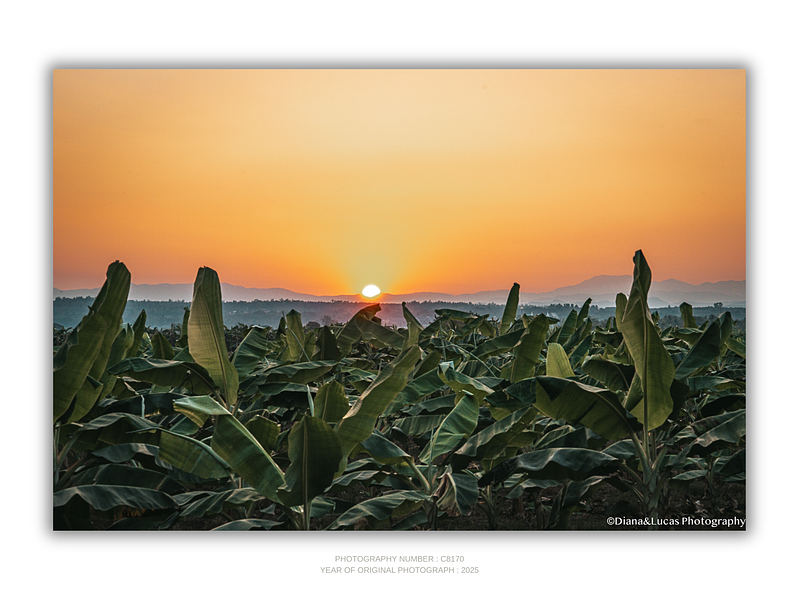 COLLECTION - GIANTS OF THE LAND HORIZONTAL - "The Last Minute" - LIMITED EDITION 10 of 10