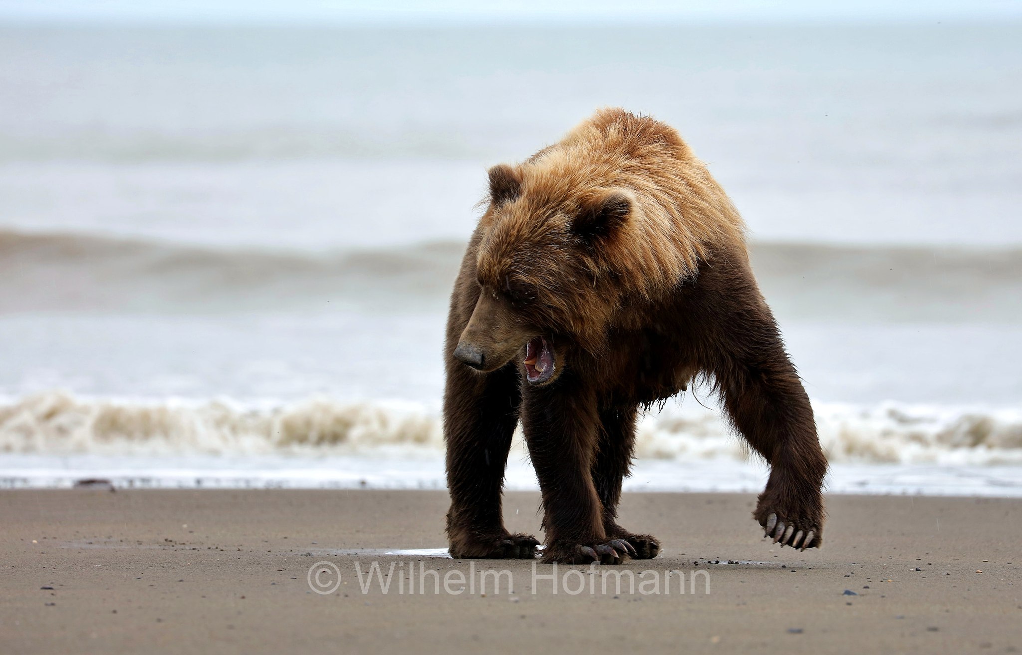 Ursus arctos gyas, Alaska Peninsula brown bear, peninsular grizzly, Alaska-Halbinsel-Braunbär, Alaska-Küstenbraunbär, Alaska-Braunbär, Großer Alaska-Braunbär, orso bruno della penisola dell'Alaska, grizzly peninsulare, grizzly costiero, grizzly gigante, Silver Salmon Creek, Lake Clark National Park, Lake Clark National Park and Preserve, Lake-Clark-Nationalpark, Parco nazionale e riserva di Lake Clark, Alaska, USA