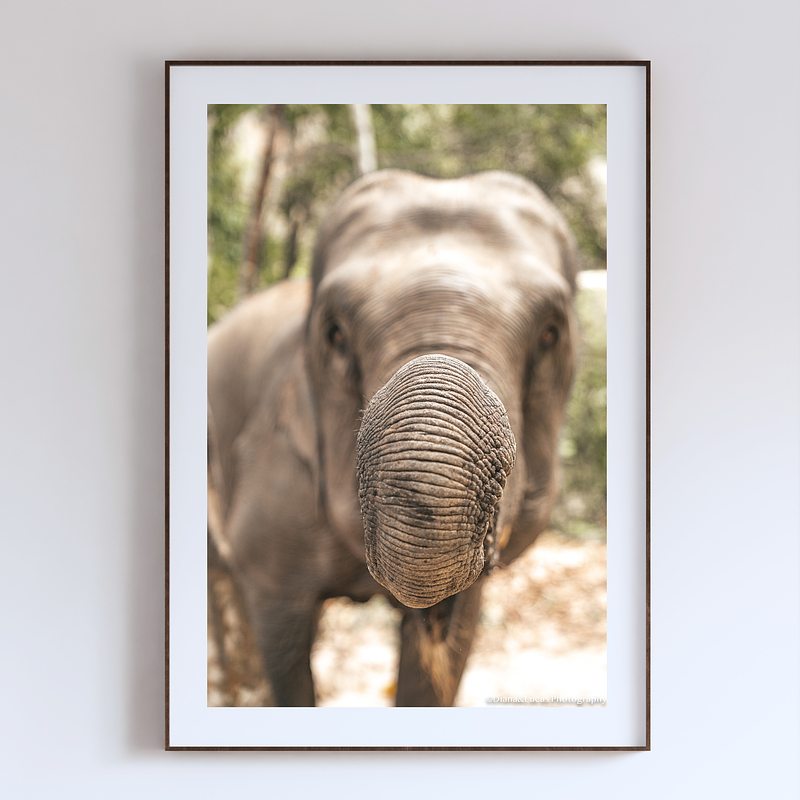 COLLECTION - GIANTS OF THE LAND VERTICAL -  "Trunk On" - LIMITED EDITION 10 of 10