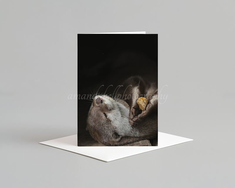 Otter Card Pack