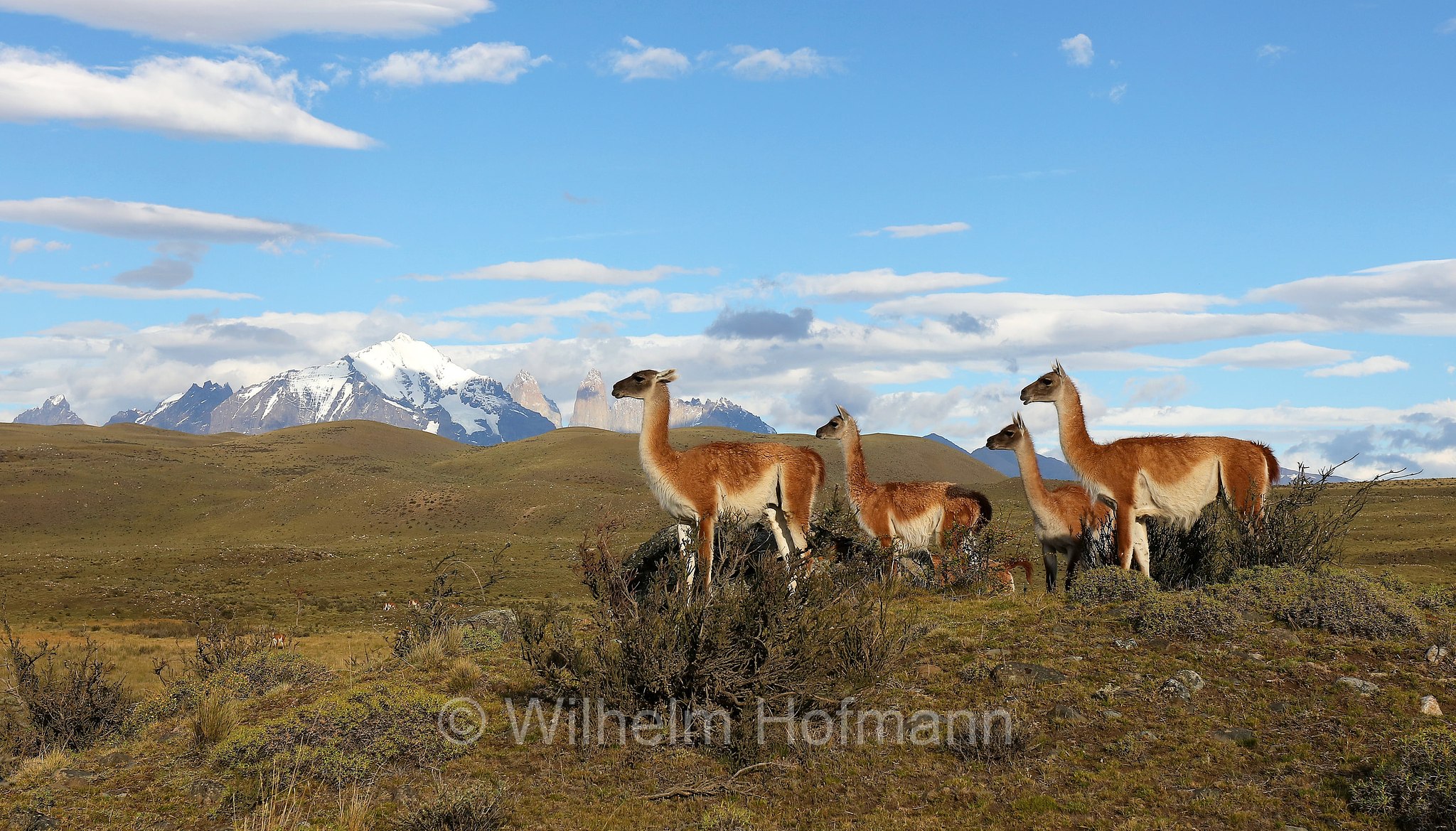 guanaco, Guanako, Huanako, Lama guanicoe, Torres del Paine National Park, Patagonia, Patagonien, Chile, Cile