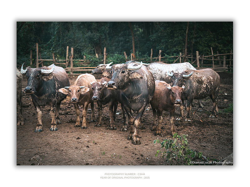 COLLECTION - GIANTS OF THE LAND HORIZONTAL - "All Eyes Forward" - LIMITED EDITION 9 of 10