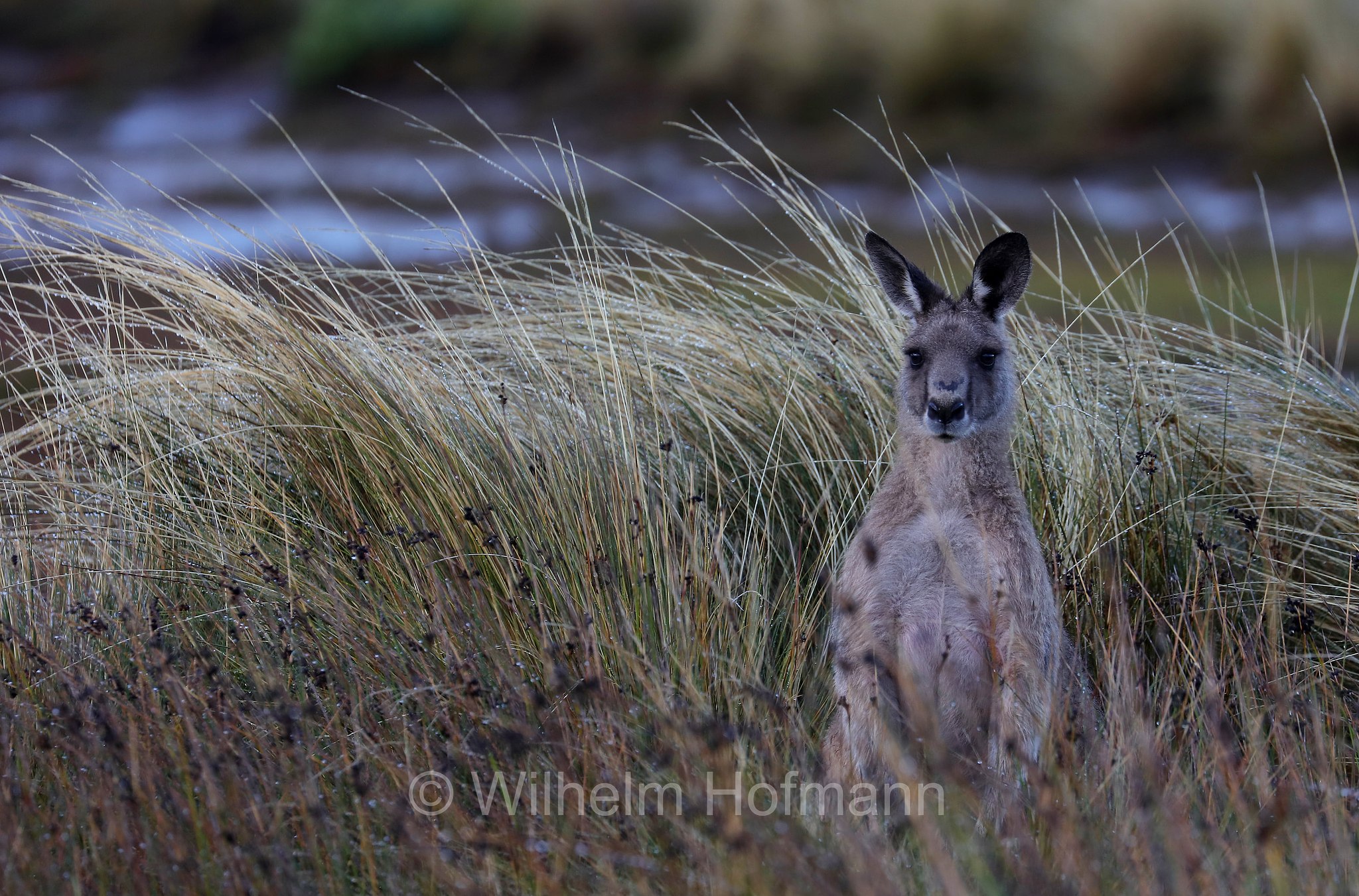 eastern grey kangaroo, gigantic large-foot, great grey kangaroo, forester kangaroo, Östliches Graues Riesenkänguru, canguro grigio orientale, Macropus giganteus, Narawntapu National Park, Narawntapu-Nationalpark, parco nazionale Narawntapu, Tasmania, Tasmanien, Australia, Austalien