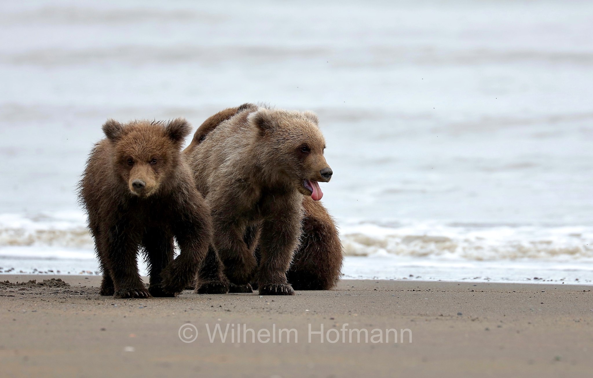 Ursus arctos gyas, Alaska Peninsula brown bear, peninsular grizzly, Alaska-Halbinsel-Braunbär, Alaska-Küstenbraunbär, Alaska-Braunbär, Großer Alaska-Braunbär, orso bruno della penisola dell'Alaska, grizzly peninsulare, grizzly costiero, grizzly gigante, Silver Salmon Creek, Lake Clark National Park, Lake Clark National Park and Preserve, Lake-Clark-Nationalpark, Parco nazionale e riserva di Lake Clark, Alaska, USA