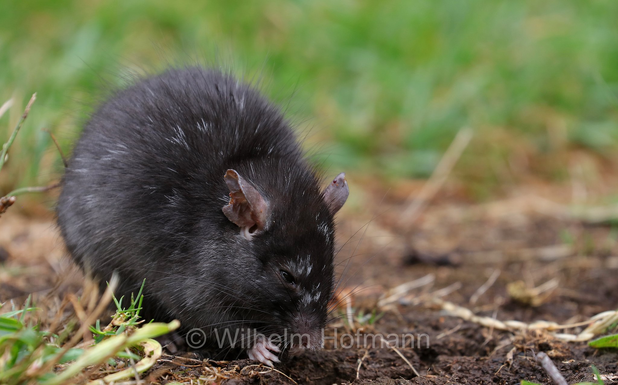 black rat, roof rat, ship rat, house rat, Hausratte, Dachratte, Schiffsratte, ratto nero, ratto comune, Rattus rattus, Tasmanian Arboretum, Tasmania, Tasmanien, Australia, Australien