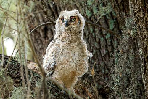 A fluffy Great Horned Owlet with bright yellow eyes perched among mossy branches in Coastal Texas.