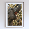 THE ONE - WILDLIFE & NATURE - "Lunchtime" - LIMITED EDITION 3 of 5