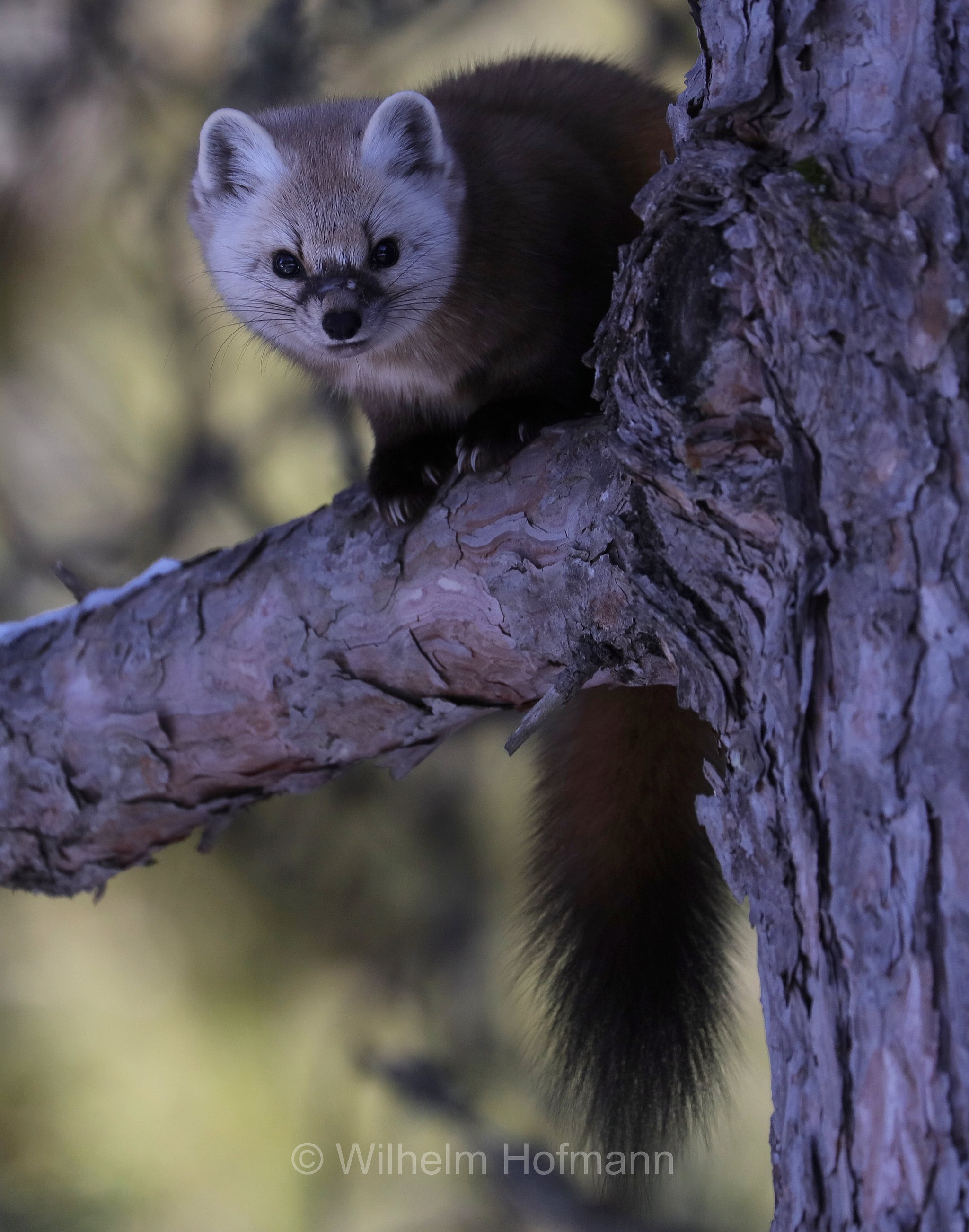 Martes americana, American marten, American pine marten, pine marten, Fichtenmarder, martora americana, Mew Lake Campground, Algonquin Provincial Park, Parco provinciale di Algonquin, Ontario, Canada, Kanada