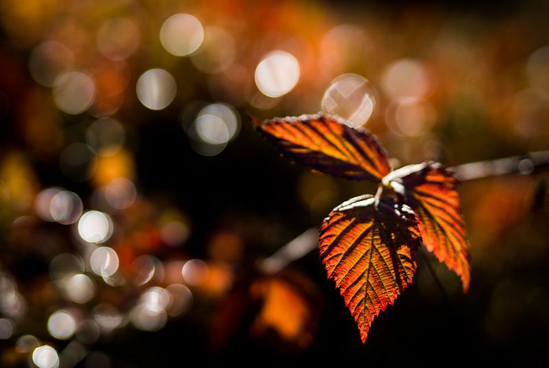 CLOSE-UP/MACRO