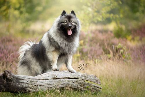 Wolfskees op boomstam in heide tong uit mond