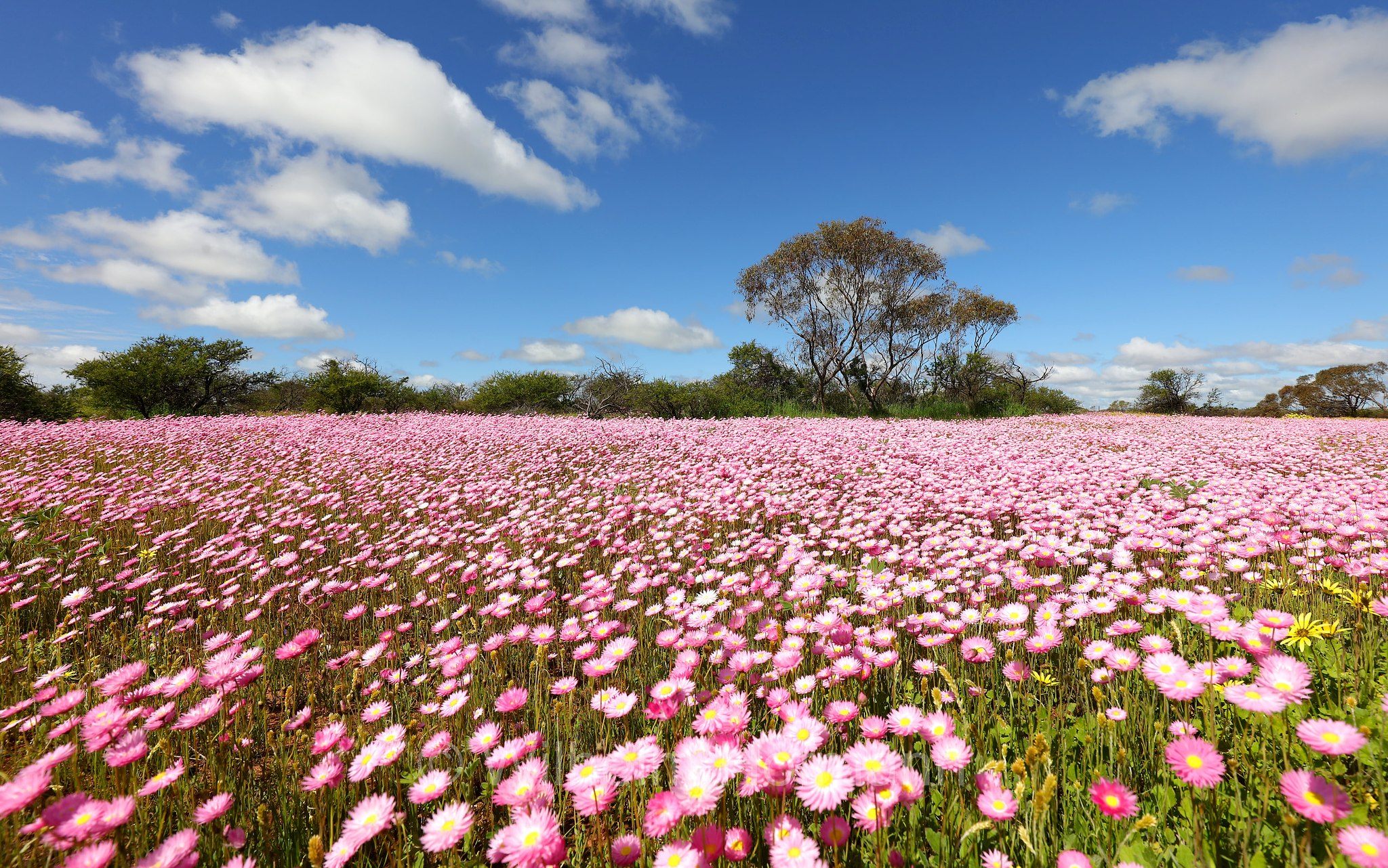 Rhodanthe manglesii, pink sunray, silver bells, Australian strawflower, timeless rose, Mangles everlasting, Sonnenflügel, Mangles-Sonnenflügel, Australische Strohblume, Coral Coast, Western Australia, Westaustralien, Australia Occidentale, Australia, Australien