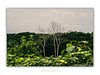 THE ONE - WILDLIFE & NATURE - "Two Trees" - LIMITED EDITION 5 of 5