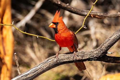 A brilliant red male Cardinal songbird perched on a weathered branch in Central Texas