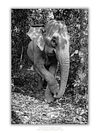 COLLECTION - GIANTS OF THE LAND VERTICAL - "Asian Elephant" - LIMITED EDITION 5 of 5