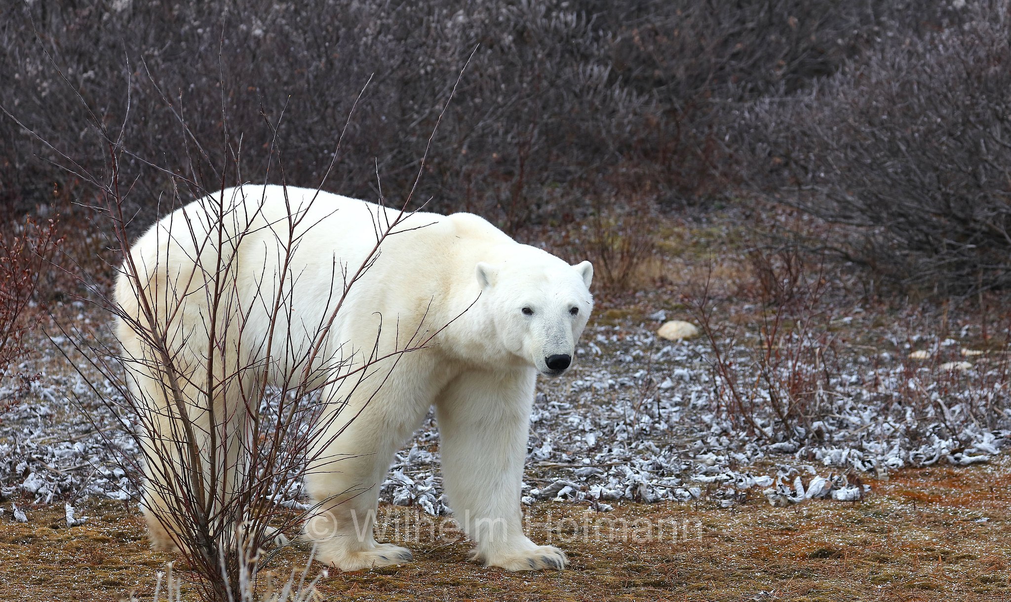 Ursus maritimus, polar bear, Eisbär, Polarbär, orso polare, orso bianco, Polar Bear Reserve, Churchill, Manitoba, Canada, Kanada