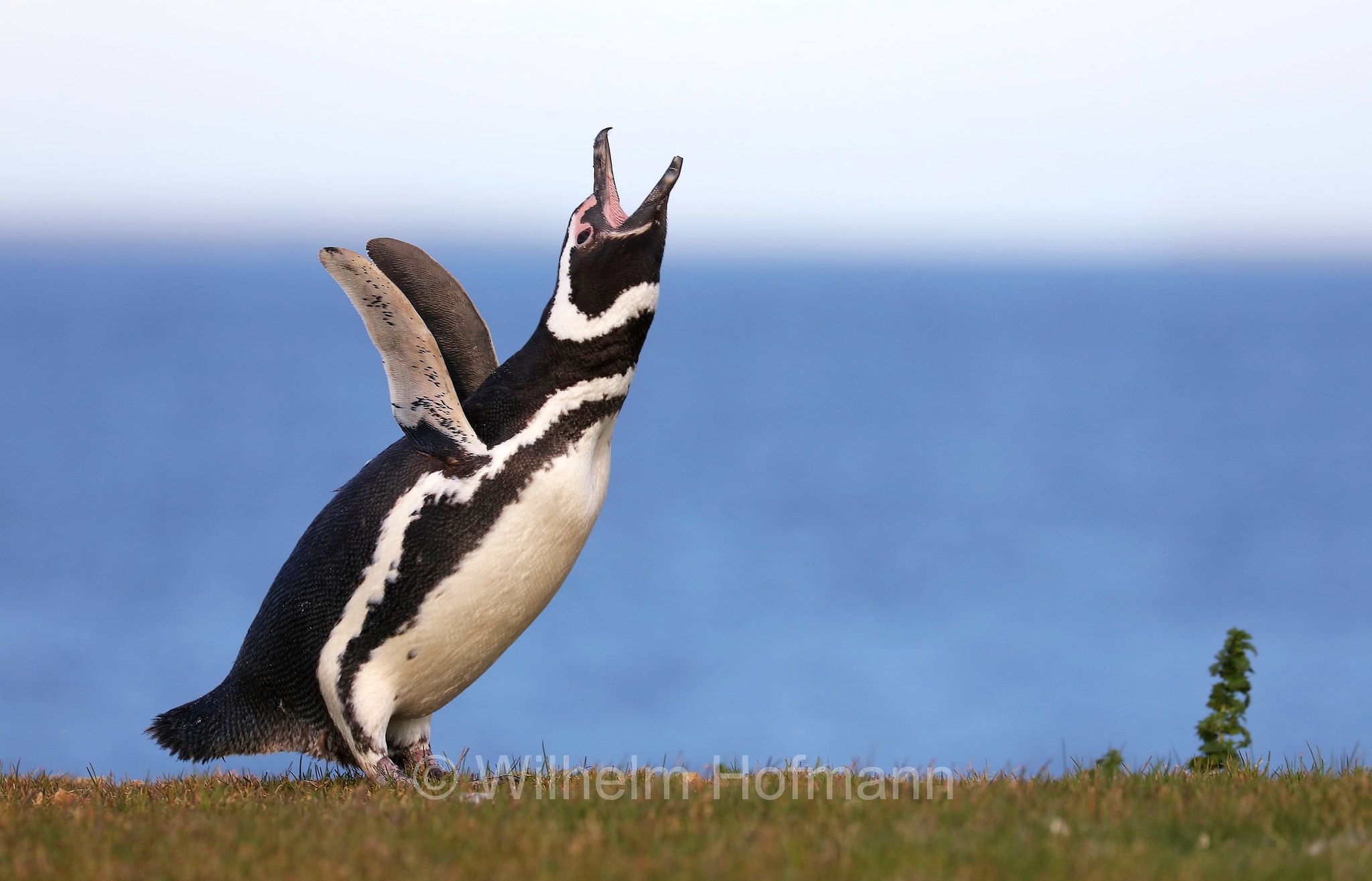 Magellanic penguin, Magellanpinguin, Pinguino di Magellano, Spheniscus magellanicus, Bleaker Island, Isla María, Falkland Islands, Falklandinseln, Isole Falkland