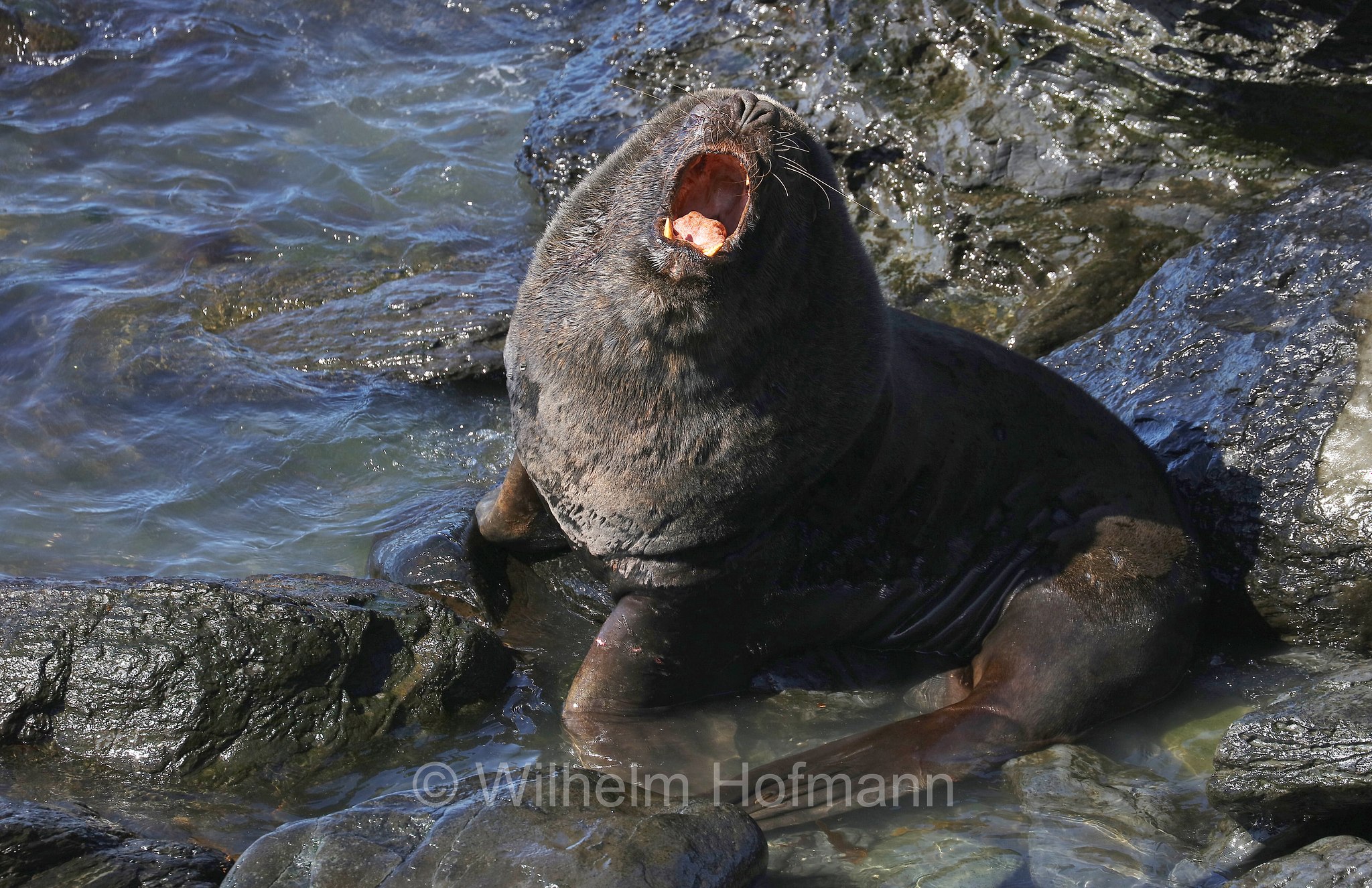 South American sea lion, southern sea lion, Patagonian sea lion, Mähnenrobbe, Patagonischer Seelöwe, Südamerikanischer Seelöwe, leone marino sudamericano, leone marino meridionale, Otaria flavescens, ﻿Südlicher See-Elefant, elefante marino meridionale, Mirounga leonina, Sealion Island, Sea Lion Island, Isla de los Leones Marinos, Falkland Islands, Falklandinseln, Isole Falkland