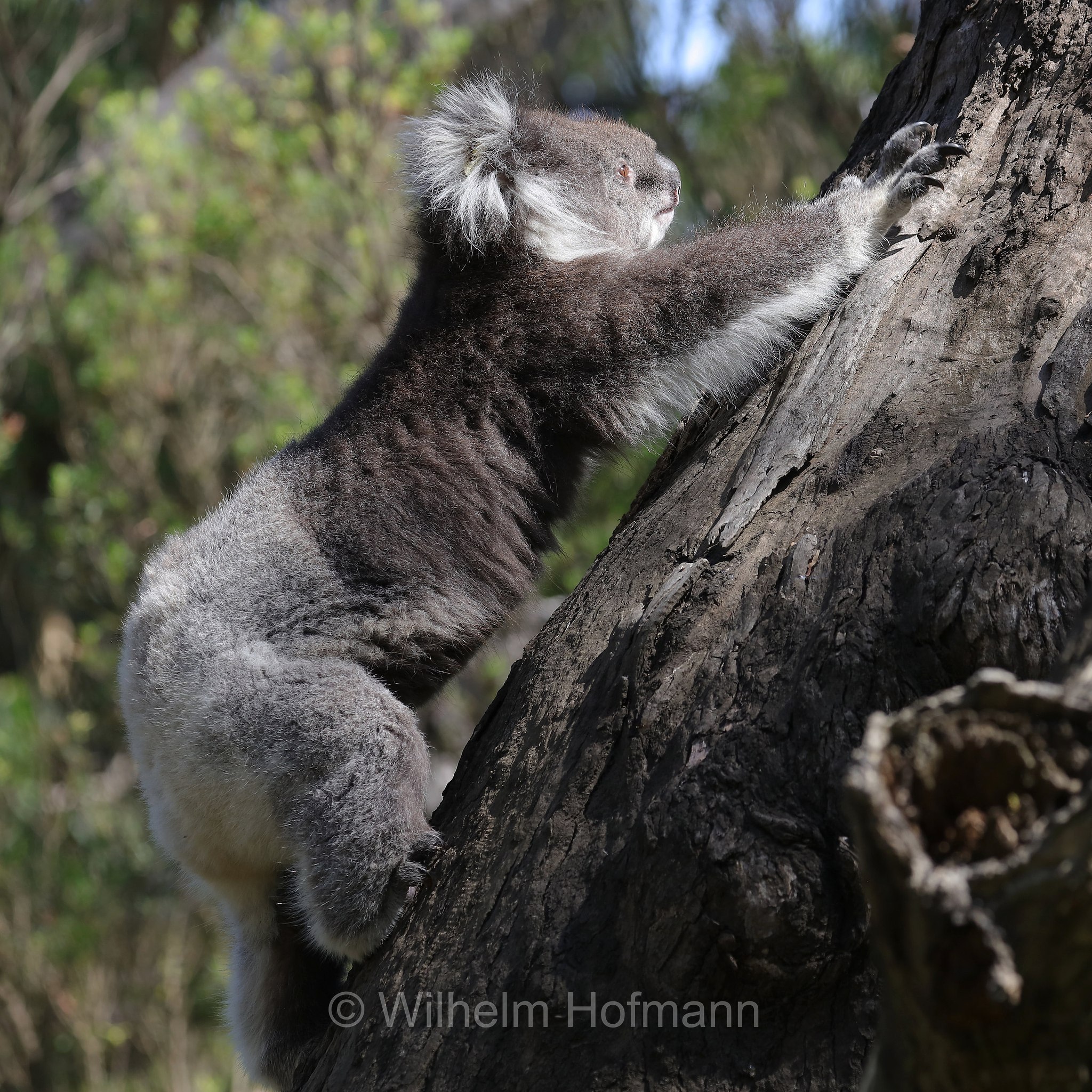 koala, Koala, Koalabär, Beutelbär, Manna Gum Drive, Great Otway National Park, Great-Otway-Nationalpark, parco nazionale Great Otway, Victoria, Australia, Australien