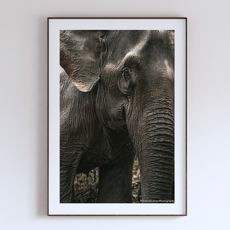 COLLECTION - GIANTS OF THE LAND VERTICAL - "That Color" - LIMITED EDITION 10 of 10