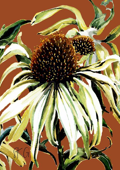 Vibrant watercolour poster print featuring an abstract view of creamy coneflower echinacea blooms against a rich terracotta background.