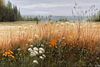 Wildflowers of the Northern Meadow