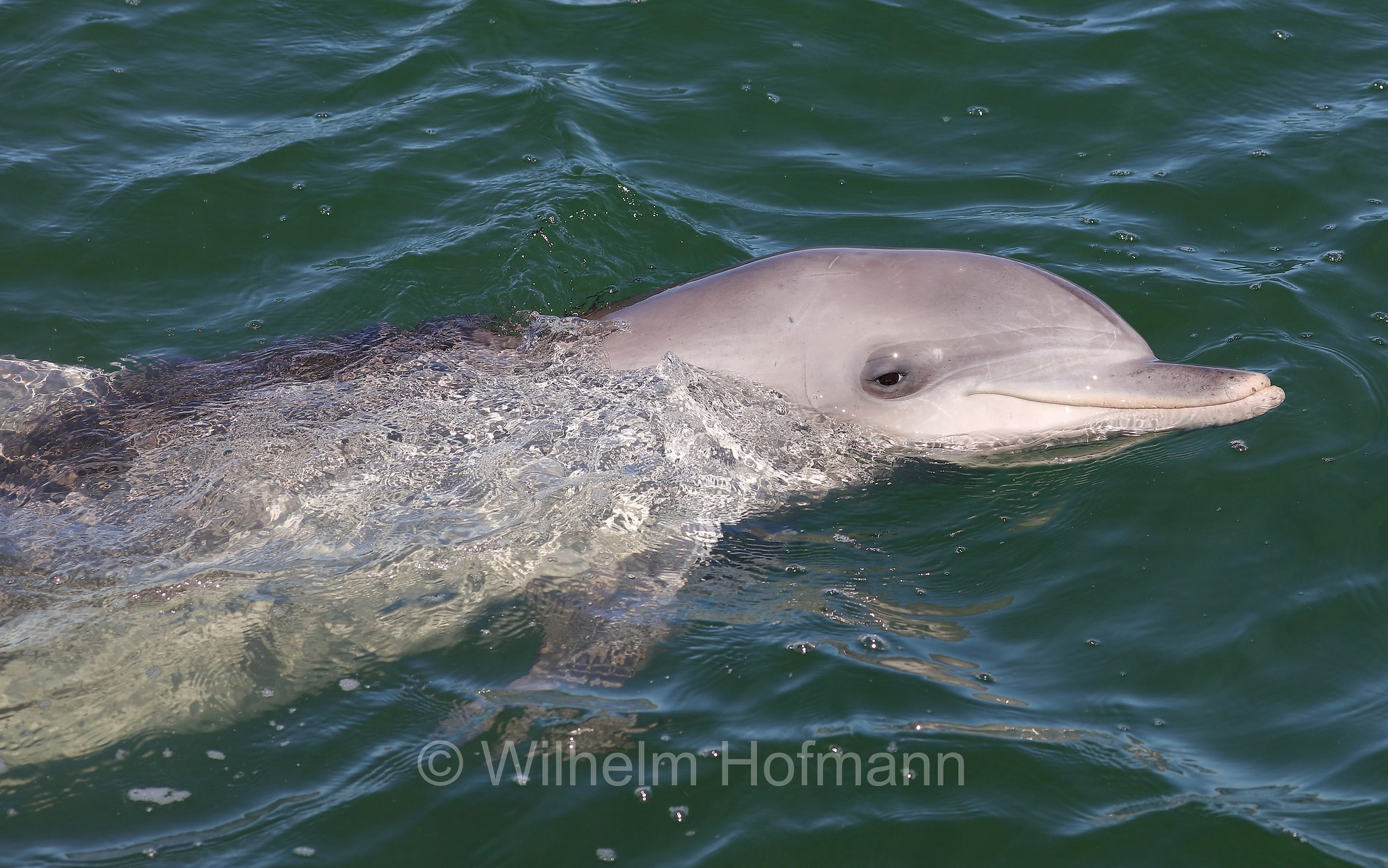 common bottlenose dolphin, Atlantic bottlenose dolphin, Großer Tümmler, Gewöhnlicher Großer Tümmler, tursìope comune, Tursiops truncatus, Whyalla Marina, Eyre Peninsula, Eyre-Halbinsel, Penisola di Eyre, South Australia, Südaustralien, Australia Meridionale, Australia, Australien