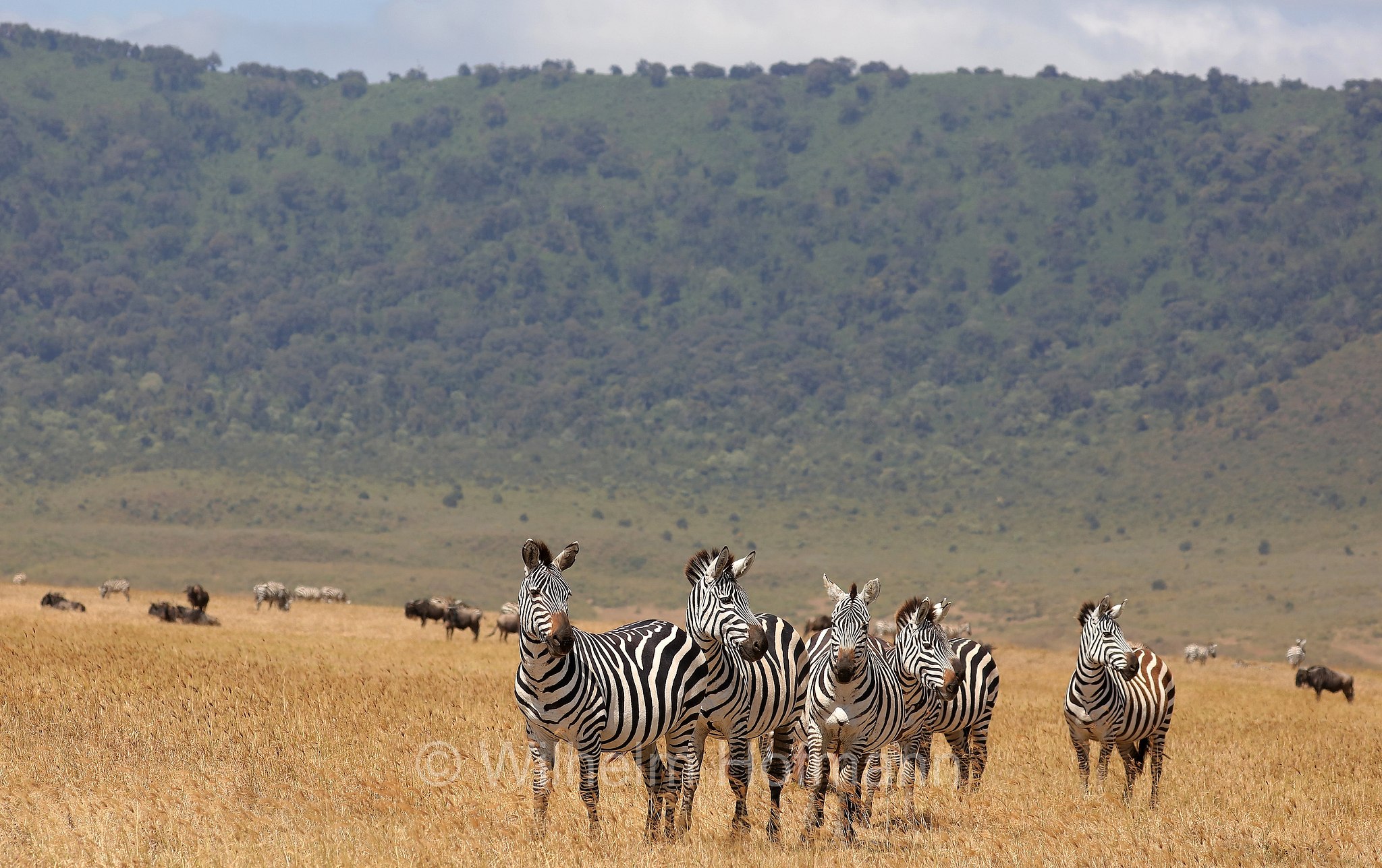 plains zebra, Steppenzebra, zebra di pianura, equus quagga, area di conservazione di Ngorongoro, Ngorongoro Conservation Area, Ngorongoro Krater, Tanzania, Tansania