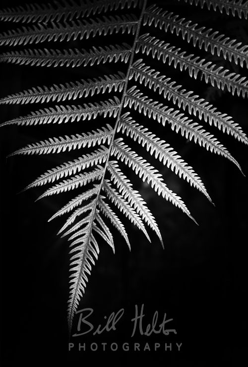 Single Fern Noir