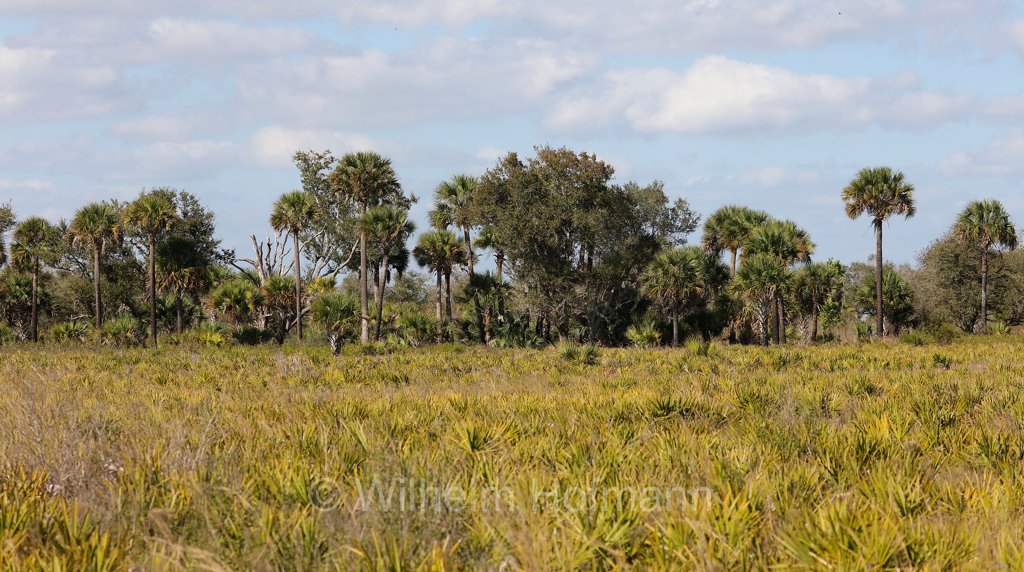 Kilpatrick Prairie Trailhead, Kissimmee Prairie Preserve State Park, Florida, USA