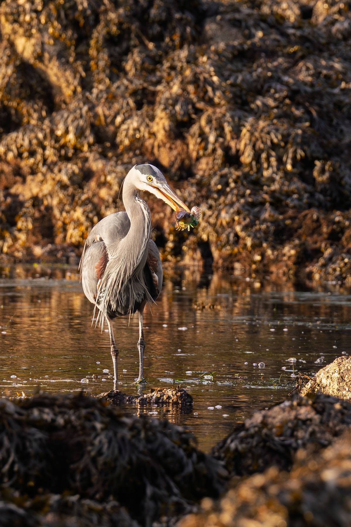 Blue heron eating a snack at sunset at the beach in Ucluelet, BC.