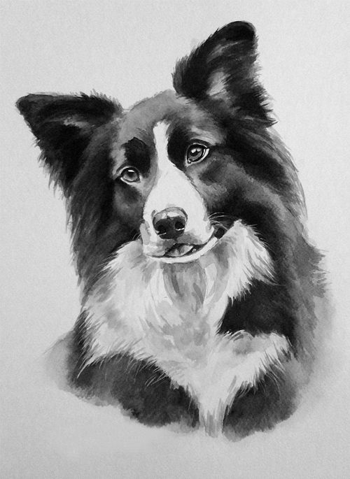 Black and white ink portrait of a Border Collie with a detailed coat, looking directly into the camera