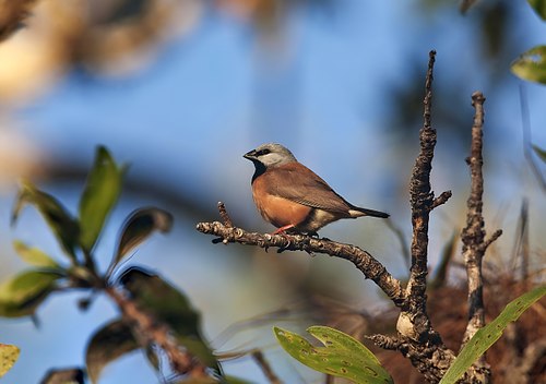 Poephila cincta