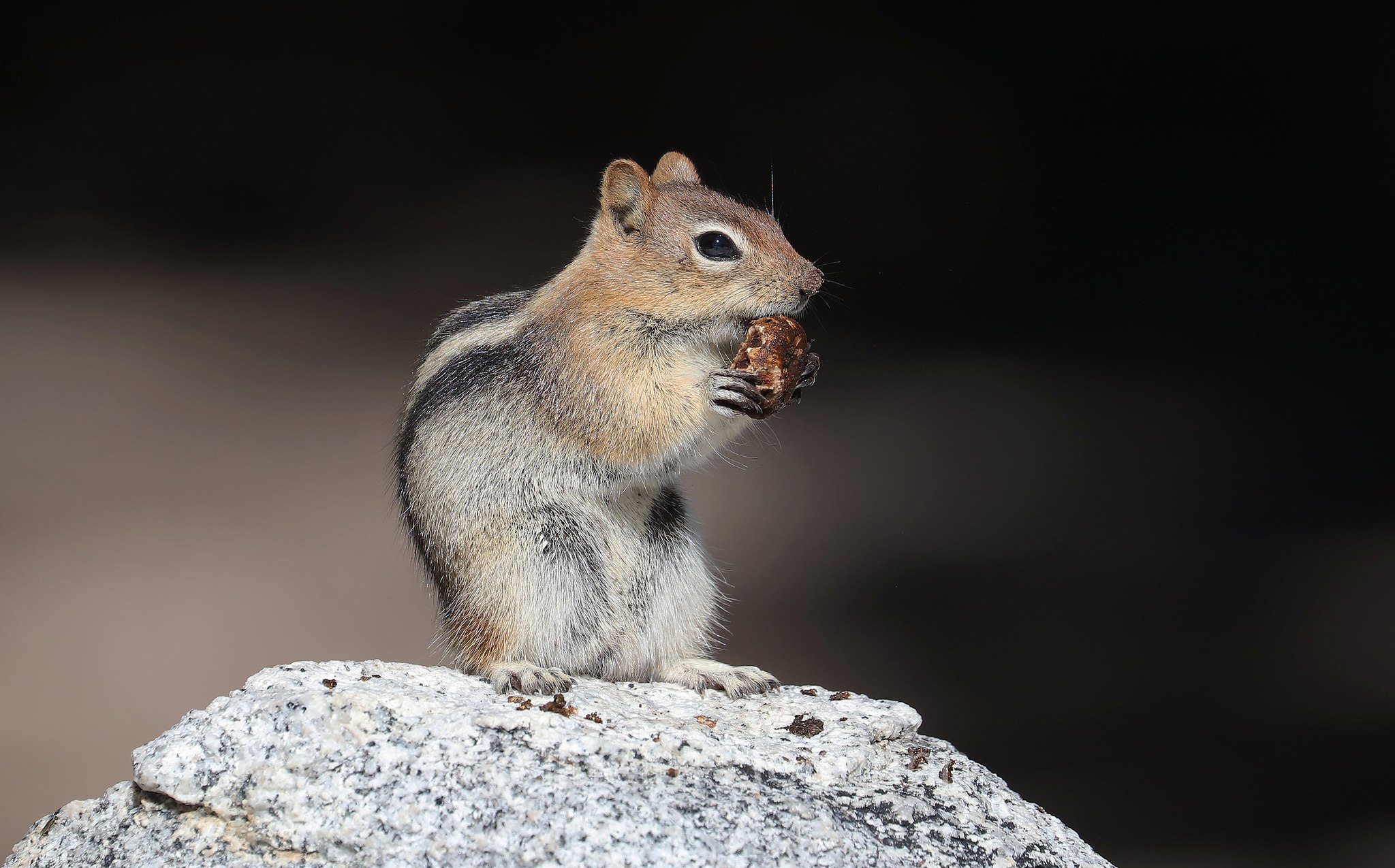 Callospermophilus lateralis, Spermophilus lateralis, golden-mantled ground squirrel, Goldmantelziesel, citello dal mantello dorato, John Muir Trail, Yosemite National Park, Yosemite-Nationalpark, Parco nazionale di Yosemite, California, USA