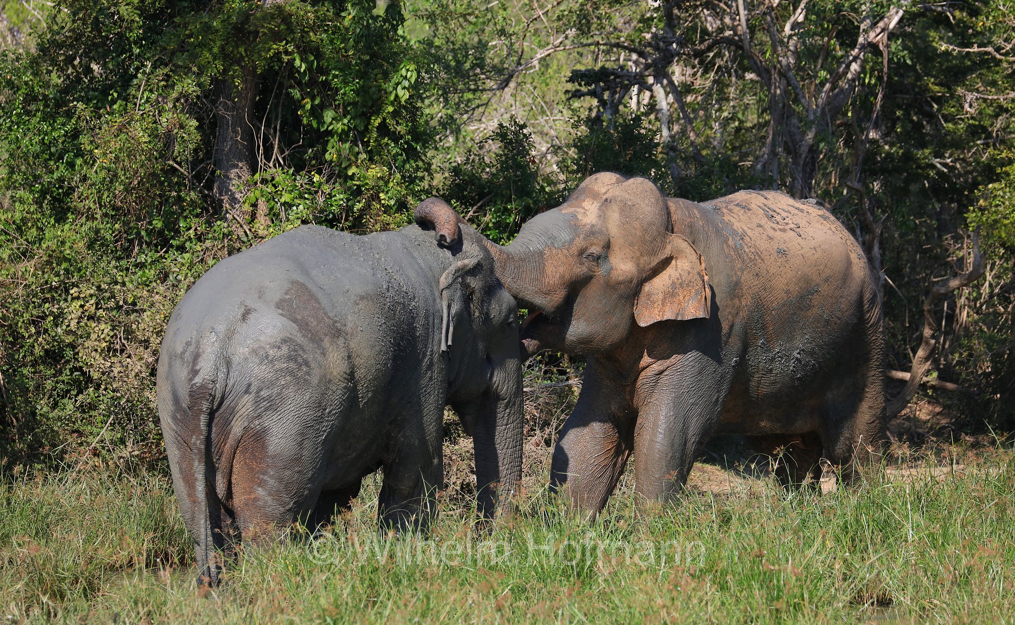 Sri Lankan elephant, Sri-Lanka-Elefant, Ceylon-Elefant, elefante dello Sri Lanka, Elephas maximus maximus, Sri Lanka, Bundala National Park, Bundala Nationalpark, Parco nazionale Bundala