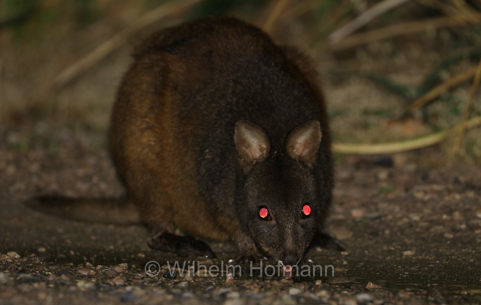 Tasmanian pademelon, rufous-bellied pademelon, red-bellied pademelon, Rotbauchfilander, pademelon della Tasmania, pademelon dal ventre rossiccio, pademelon dal ventre rosso, Thylogale billardierii, Narawntapu National Park, Narawntapu-Nationalpark, parco nazionale Narawntapu, Tasmania, Tasmanien, Australia, Austalien