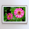 THE ONE - WILDLIFE & NATURE - "Pink Zinnia" - LIMITED EDITION 3 of 5