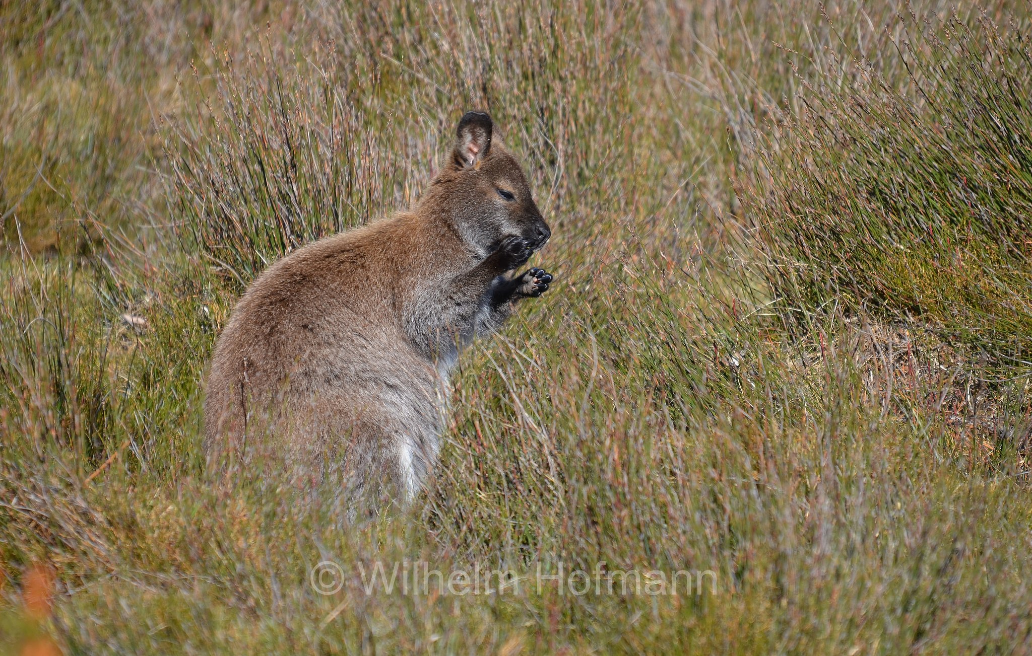 red-necked wallaby, Bennett's wallaby, Rotnackenwallaby, Bennett-Wallaby, Bennett-Känguru, wallaby dal collo rosso, wallaby di Bennet, Notamacropus rufogriseus, Cradle Mountain National Park, Cradle Mountain-Lake St Clair National Park, Cradle-Mountain-Lake-St.-Clair-Nationalpark, Parco nazionale del monte Cradle-lago St Clair, Tasmania, Tasmanien, Australia, Australien