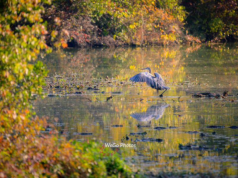 Birds & Wildlife