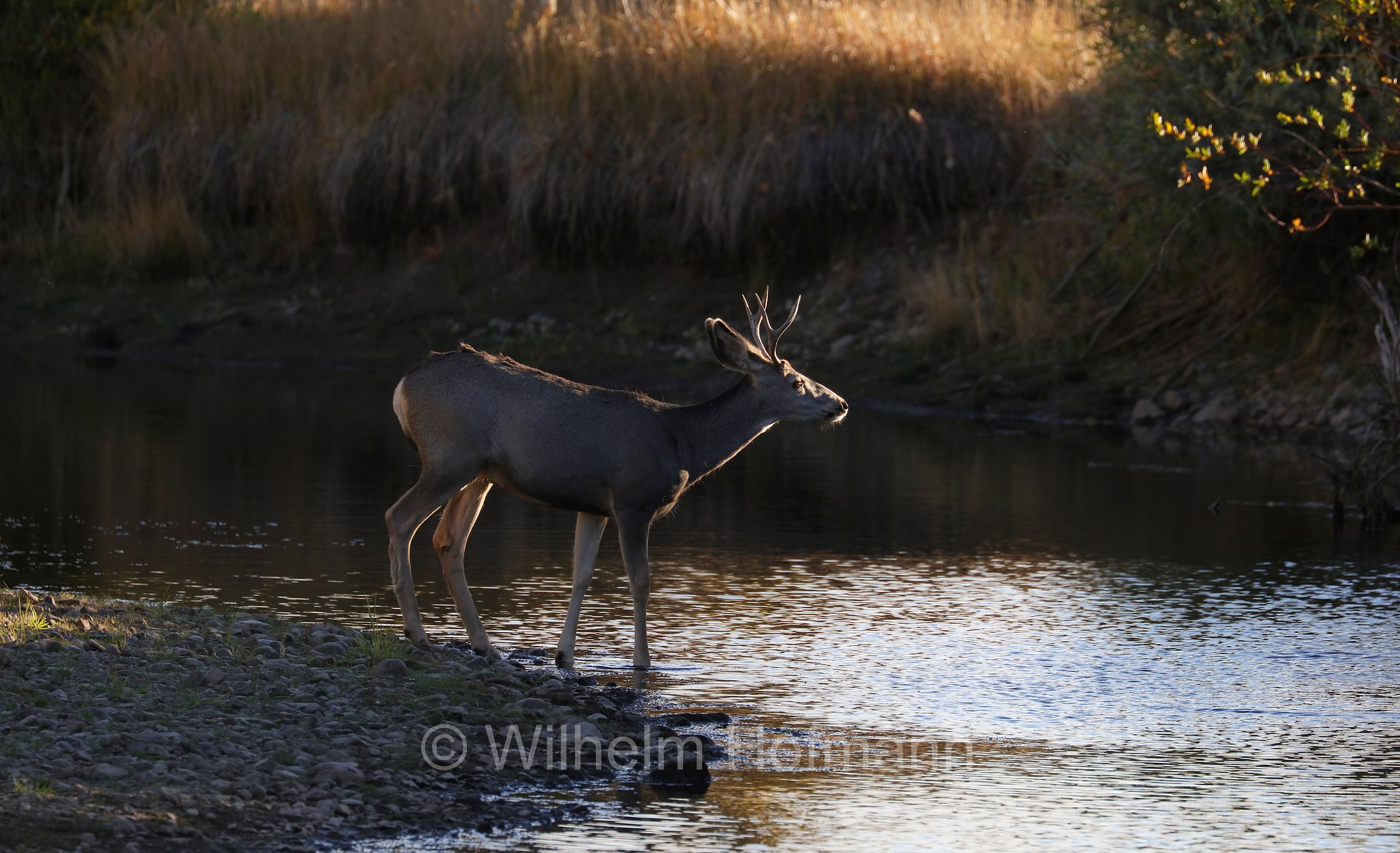 Odocoileus hemionus hemionus, Rocky Mountain Mule Deer, Rocky-Mountain-Maultierhirsch, cervo mulo delle Rocciose, Moose-Goose Nature Trail, Arapaho National Wildlife Refuge, Colorado, USA