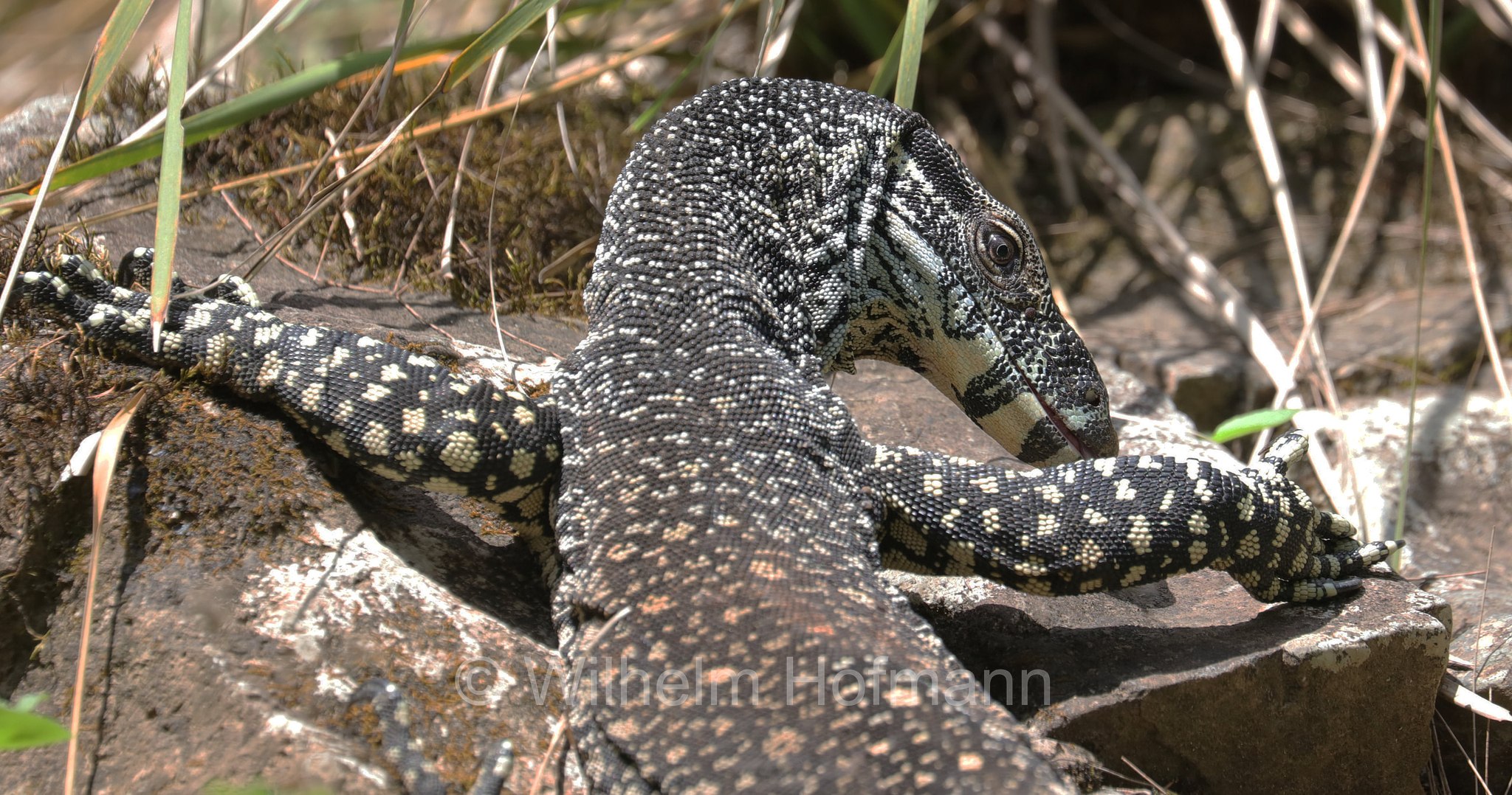 Varanus varius, lace monitor, tree goanna, Buntwaran, varano vario, Broken River, Eungella National Park, Eungella-Nationalpark, Parco nazionale Eungella, Queensland, Australia, Australien