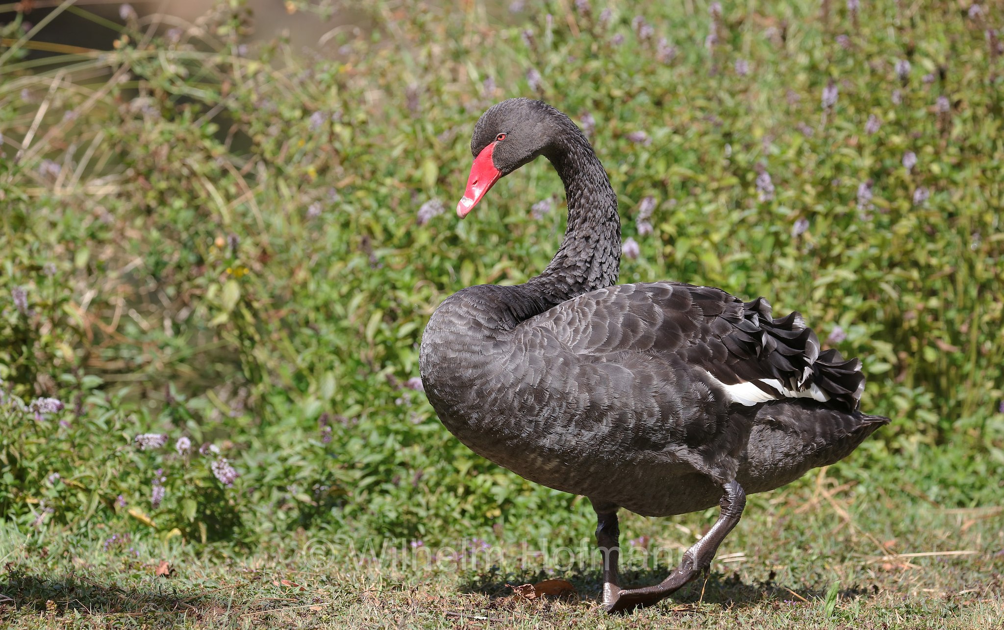 black swan, Schwarzschwan, Trauerschwan, cigno nero, Cygnus atratus, Tasmanian Arboretum, Tasmania, Tasmanien, Australia, Australien