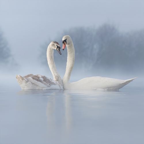 BIRDS IN LOVE
